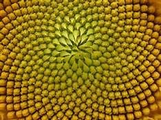 La conformación de las hojas en la secuencia logarítmica de  Fibonacci en la biología 