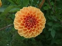 En las hojas de una flor