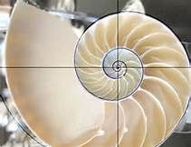 En el caparazón del caracol Nautilos