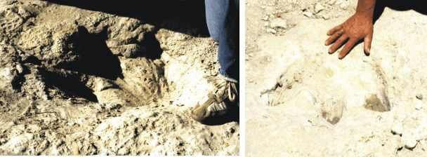  Pisadas de Acrocanthosaurus, como recién marcadas en el lodo, a la orilla y en el cauce del río Paluxy.