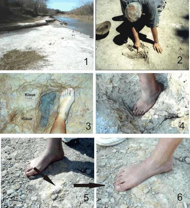 Una vez quitada la capa de piedra caliza (imagen superior) puede verse que el recorrido de las pisadas de dinosaurio continúa (foto 1) y que lo cruzan tres huellas de pies humanos. El último paso de esta línea se halla en medio de una pisada de dinosaurio, perpendicular a la misma (foto 2). Foto 3: Ampliación, junto al pie de Larissa Zillmer a modo de comparación (2001). Foto 4: Prueba de calce de un pie. Calce perfecto. Fotos 5 y 6: La penúltima pisada, no es tan clara y sin embargo pasa con éxito la prueba de calce, lo cual puede observarse claramente en la parte del arco plantal.