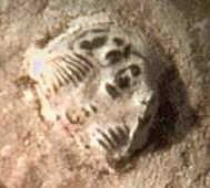 Trilobite amplificado de la Sandalia