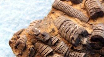 Tallos de Crinoideo