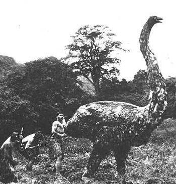 Escena de caza de los Maoris tras un Moa imagen realizada en el siglo XVIII