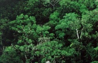 Vista parcial de la ciudad de Palenque