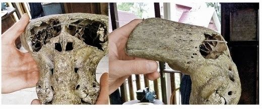 Realmente los hallazgos tienen un aspecto inusual. ¿Podrían los investigadores tener en las manos los restos de algún extraterrestre? ¿Qué es lo que los nazis estaban buscando en el monte Pshekish? ¿Estará esto relacionado con las investigaciones de los especialistas de la Ahnenerbe?