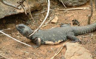 Un lagarto monitor del Nilo