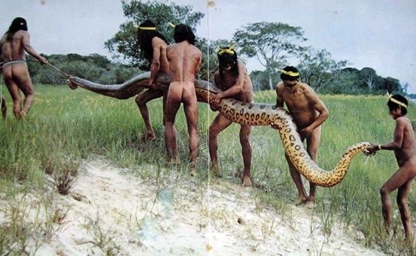 Río Amazonas: Los nativos llevan una 'pequeña' anaconda