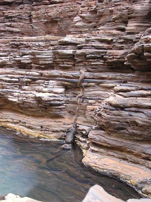 Serpiente capturando antílopes cerca del río Amazonas. La Yacumama es mucho más grande en tamaño