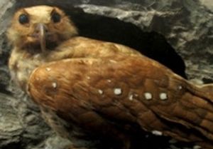 Tayo -  Steatornis caripensis o Oilbird