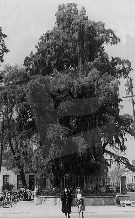 El Árbol de la Noche Triste
A la derrota sufrida por Hernán Cortés, a manos del ejército mexica durante la noche del 30 de junio de 1520, en las afueras de Tenochtitlan fue llamada “La Noche Triste”.
