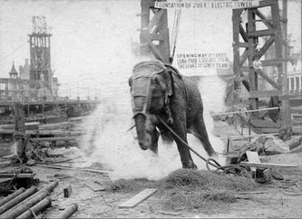 Electrocusión de un elefante