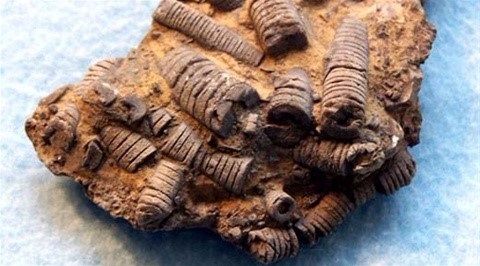 Tallos de Crinoideo