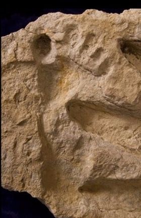 Huella Humana pisada posteriormente por la de un dinosaurio