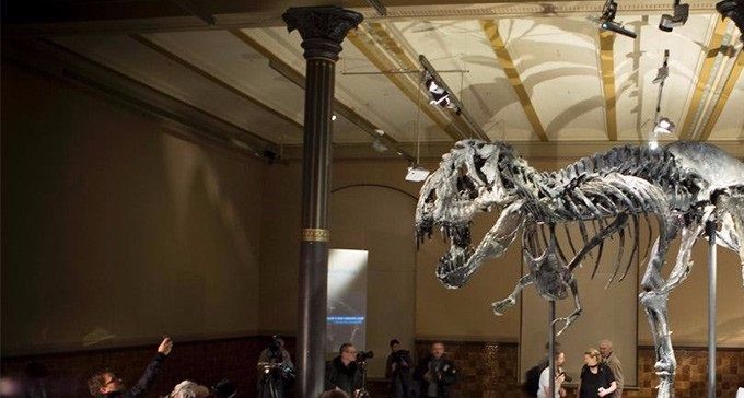 El Tyrannosaurus rex Tristán, hallado en Montana, es uno de los esqueletos mejor conservados que se han descubierto.
Foto: Axel Schmidt, Getty Images
