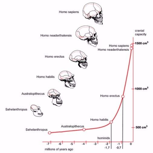Crecimiento del cerebro en función de sus saltos evolutivos