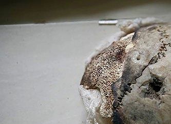 El Cráneo recobrado por los Sovieticos que se pensaba tuvo que ser de Adolfo Hitler fue estudiado en 2009 y fue confirmado que era de una mujer de unos 30 años