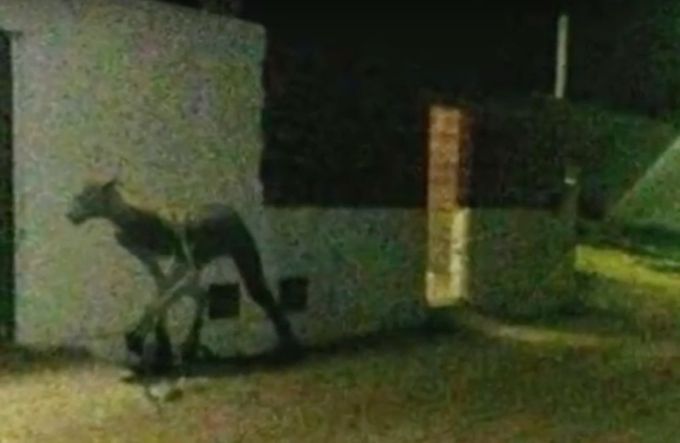 LA INTENCIÓN.-  La criatura que tiene a una población en vilo. Foto: Youtube.