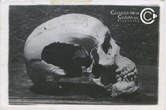 El cráneo del Tigre de Santa Julia