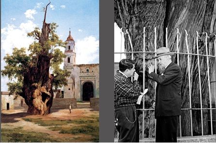 Pintura de José Ma. Velasco y foto del árbol de la Noche Triste