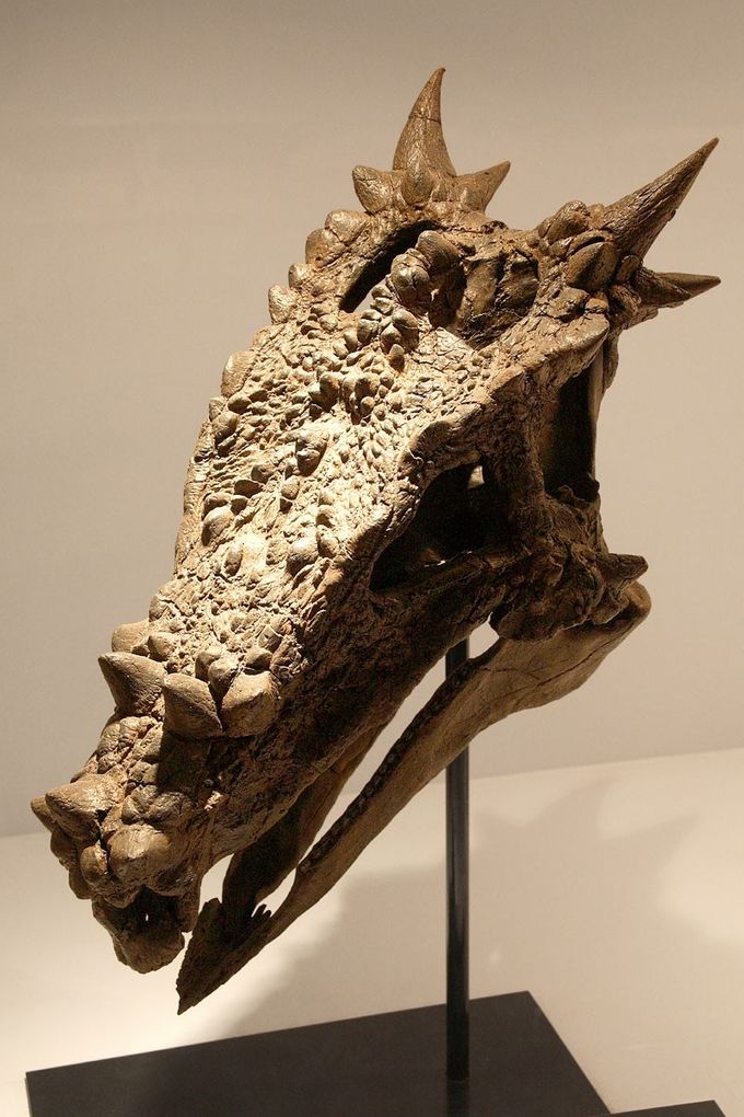 Cabeza de un Dinosaurio llamado Dracorex, por su gran parecido a un Dragón