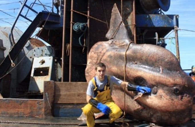 Tengo 39 años y he estado trabajando a bordo de los pesqueros durante 17 años. Vivo en Murmansk, Rusia. Es un gran puerto y es por eso que me inscribí en la Universidad de Marina después de la escuela. Mi especialización tiene mucho que ver con la tecnología de pesca. Sé cómo preparar el pescado para congelarlo y entregarlo al cliente.