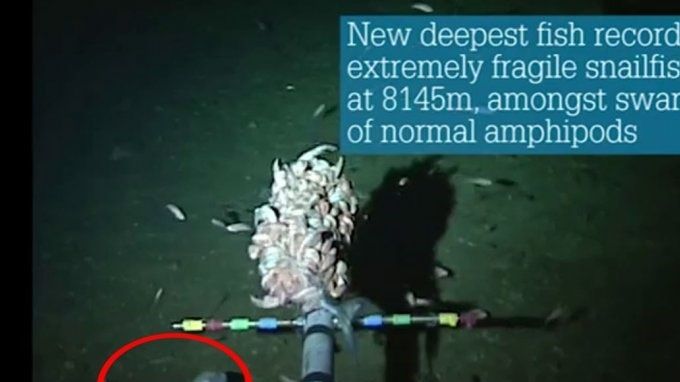 Nuevo récord de un pez en lo más profundo de fragilidad del pez caracol a 8,145 m entre enjambres de anfípodos 