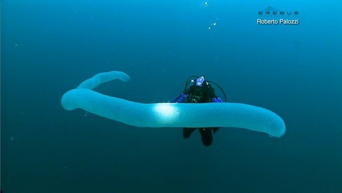 Una especie de gusano gigante que pudiera explicar el monstruo de Oke Bay en Nueva Zelanda, considerado otro lugar como las Islas Galápagos por sus misteriosos habitantes
