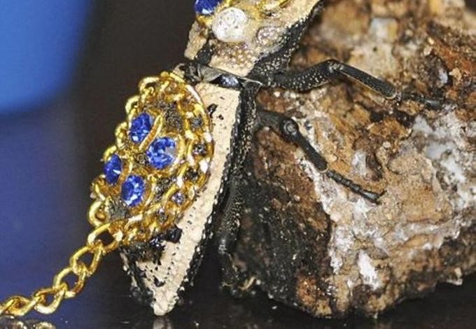 El makech, el escarabajo de Yucatán que nació del amor
Pocos saben que una historia de amor narra el origen del makech. 