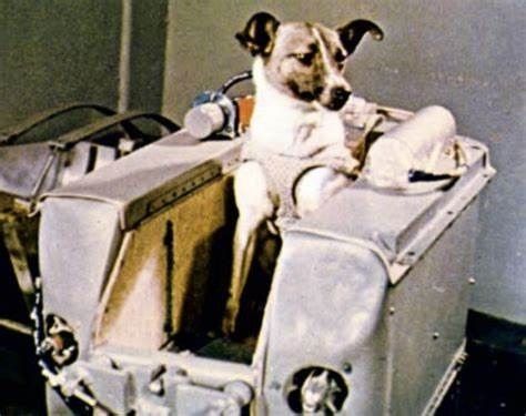 El habitáculo, donde fue entrenado Laika para su aventura mortal.