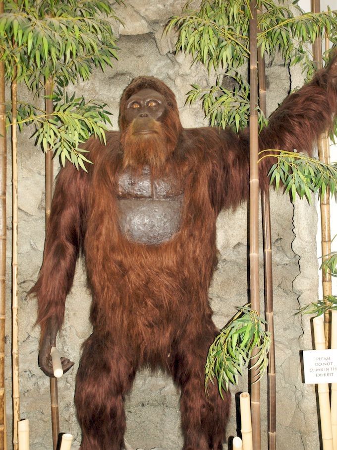 Gigantopithecus