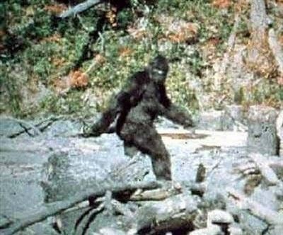 Pie Grande supuesta foto (observe el parecido con el Gigantopithecus)
