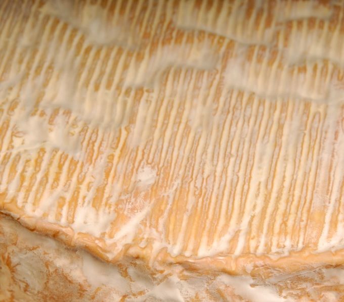 Queso Chevrochon
