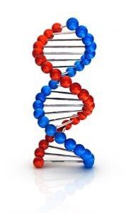 La doble hélice del ADN controla la composición genética de la vida en la Tierra.