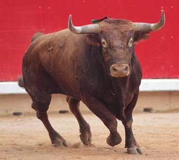 El Toro de Miura, bravura, personalidad fuerte, temple, respeto y desasosiego. 